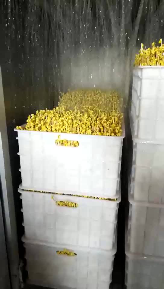 Green Food Bean Sprouting Commercial Seed Germination Machine Buy Seed Germination,Seed
