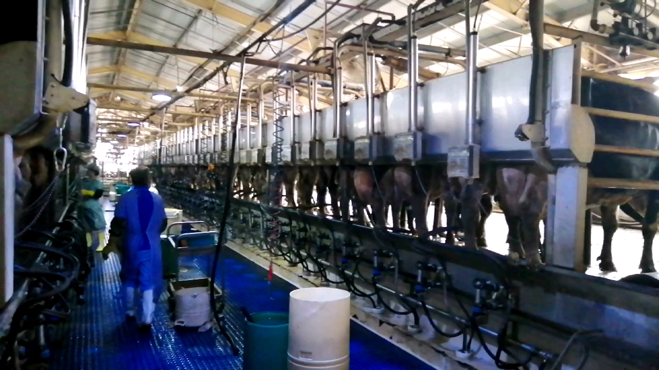 Dairy Farm Milking Machine For Cows Sheep Goat With Low Price Buy