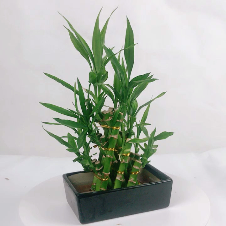 Wholesale Indoor Mini Oramental Decoration Drcaena Lucky Bamboo Plant