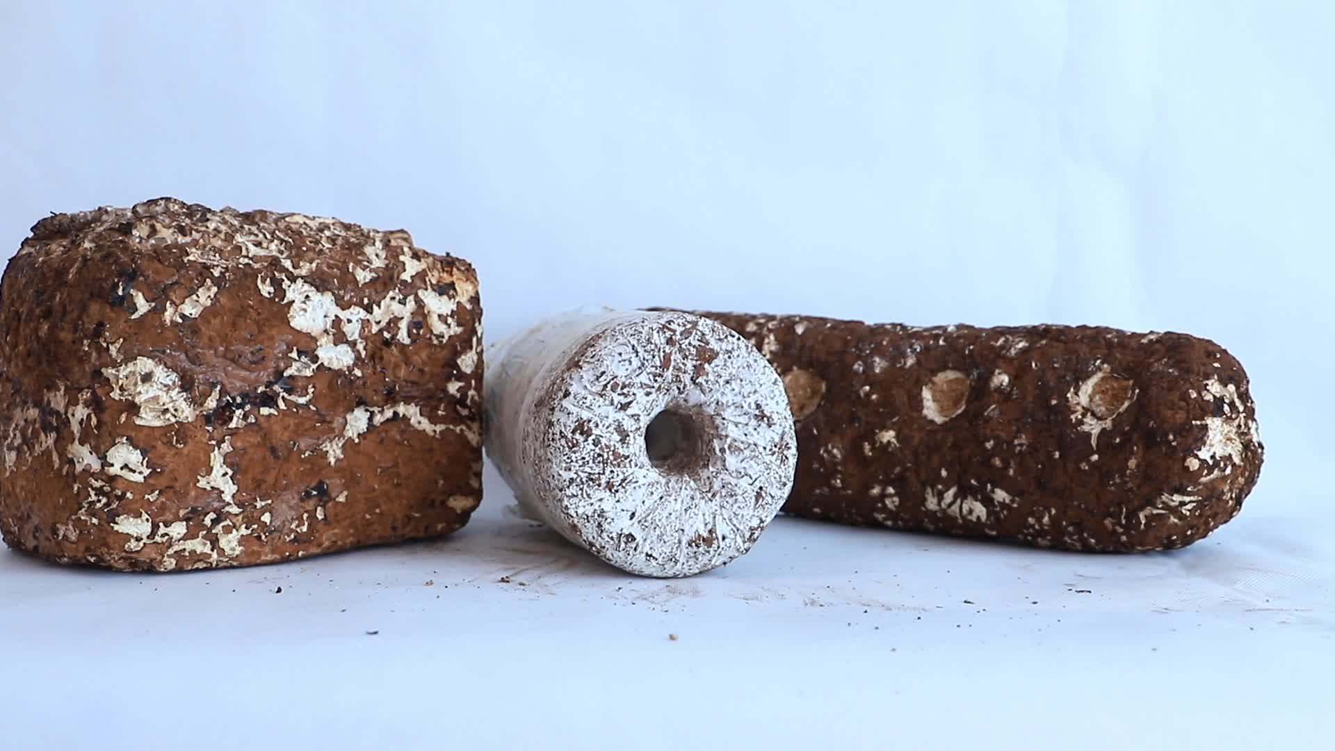 Mushroom Factory Inoculation Shiitake Spawn Spores Sawdust Growing Bag