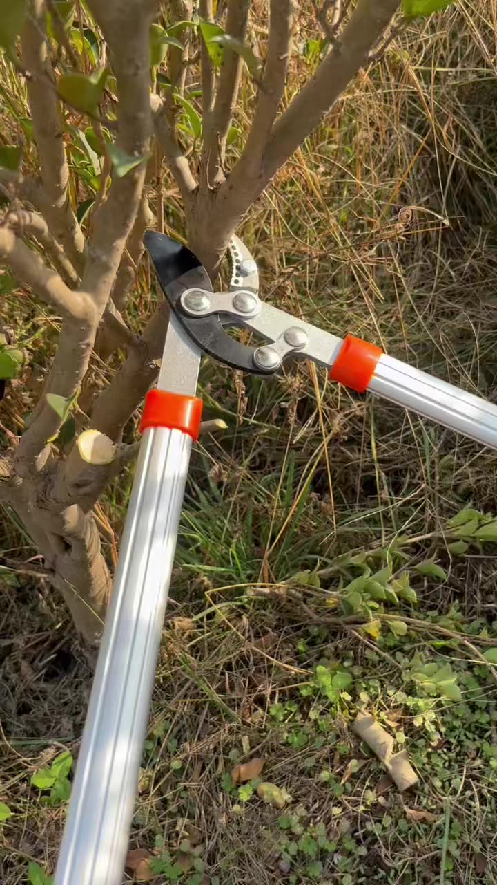 小力士修枝剪粗枝剪园林工具专用高枝大力剪手动鲨鱼口修枝剪-阿里巴巴