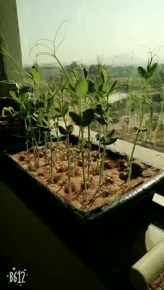 Coconut Fiber Mat/ Moistureabsorbent Microgreens And Grass Seed