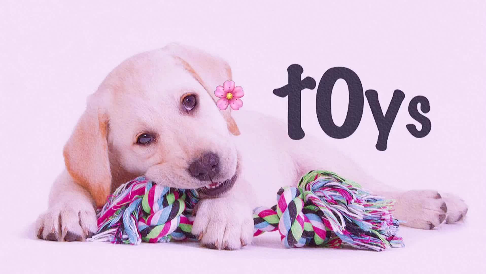 Flossy Chews Colorful Rope Tug Premium Cotton Poly Tug Toy For Dogs