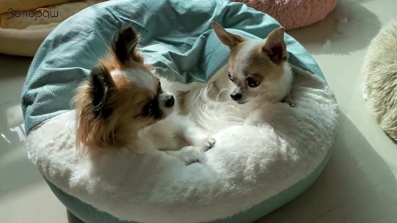 Benepaw-Cama Ortopédica para Cachorro com Cobertor Encapuzado, Impermeável, Resistente à Sujeira, Gato, Casa de Cachorros, Lavável à Máquina, Quente, Inverno