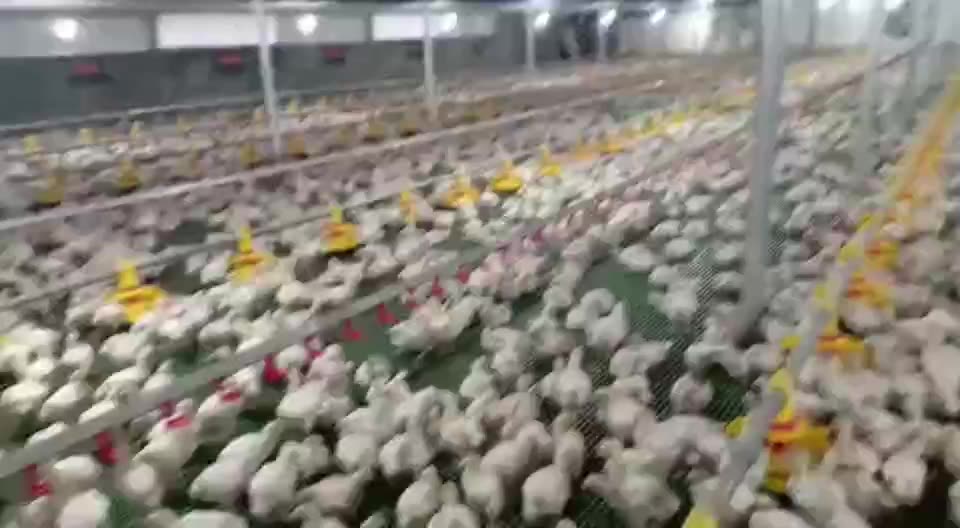 Equipments For Poultry Farms Poultry Automatic Control System