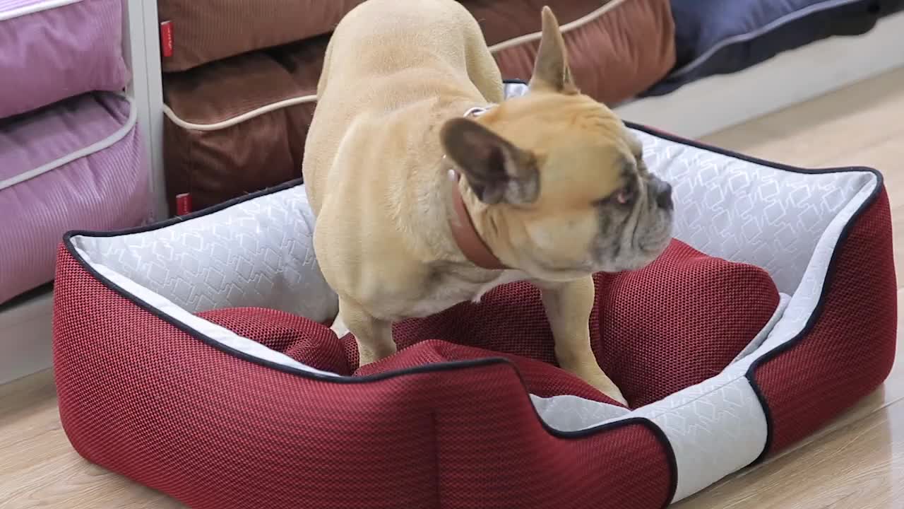 slinky dog bed