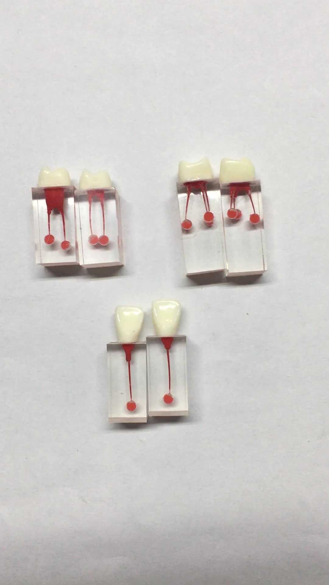 Root Canal Endo Training Block Dental Model Buy Endo Training Teeth