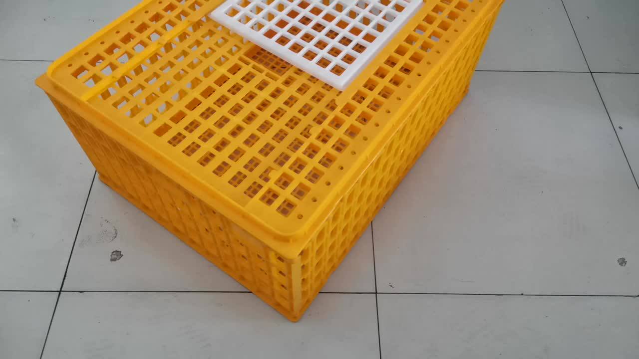 Large Sizeplastic Chicken Poultry Transport Crate Cage 