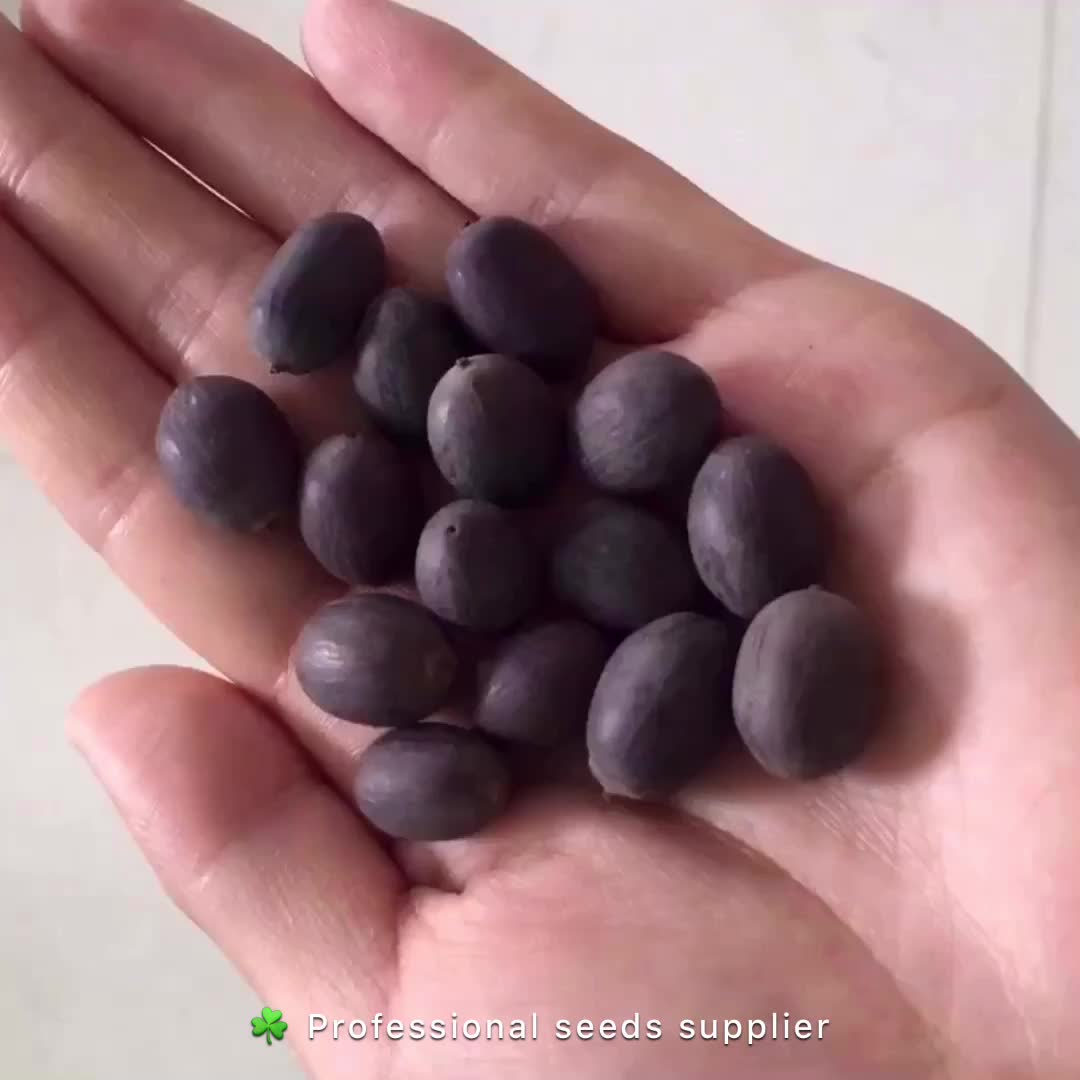 Семена Лотоса Купить В Интернет Магазине