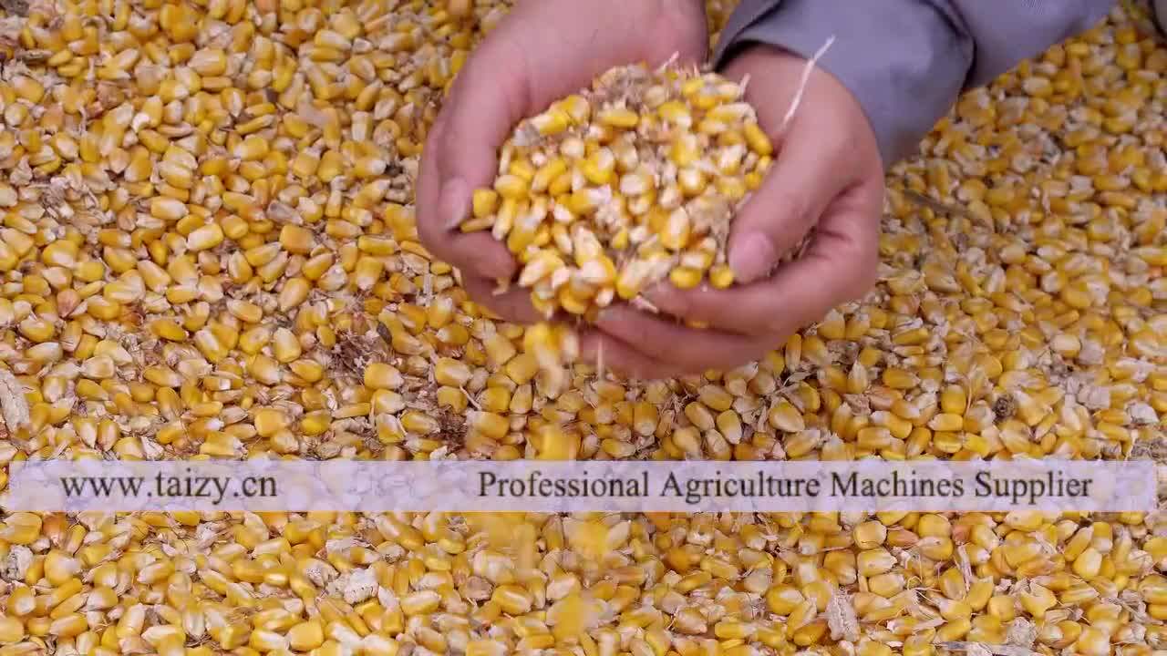 corn threshing machine | Vertical corn maize thresher and sheller | corn sheller machine