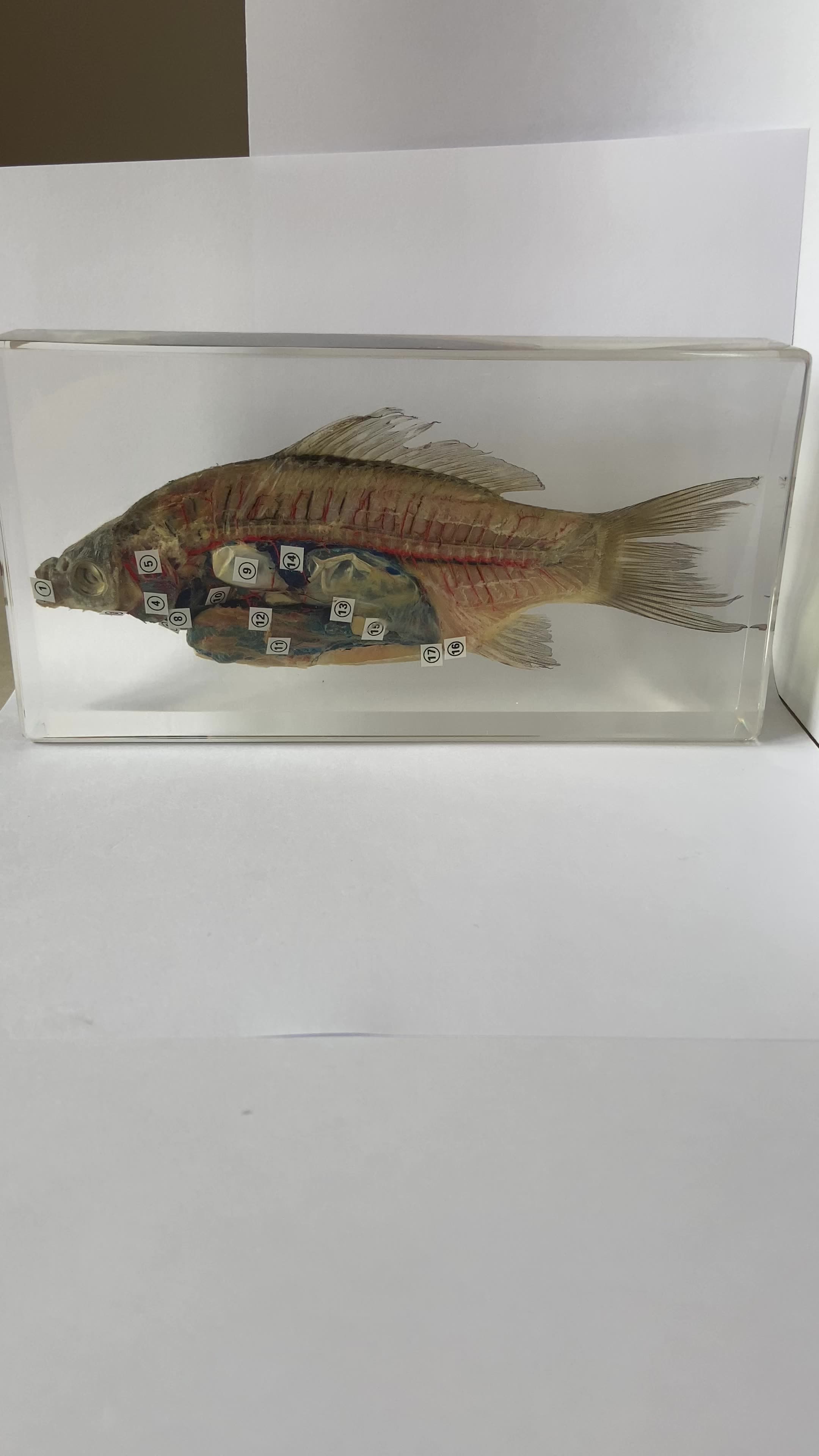 Fish Dissection Resin Specimen Teaching Resource For Kids High School