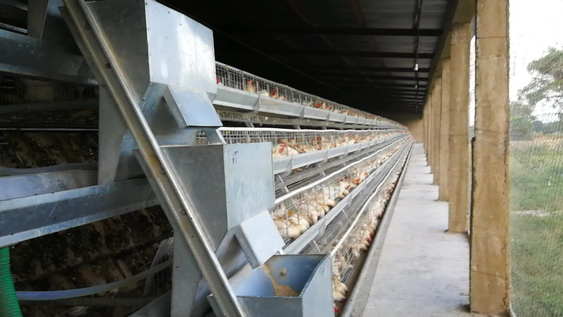 Cameroon Chicken Farm Layer Poultry Cages Buy Used Chicken Cage
