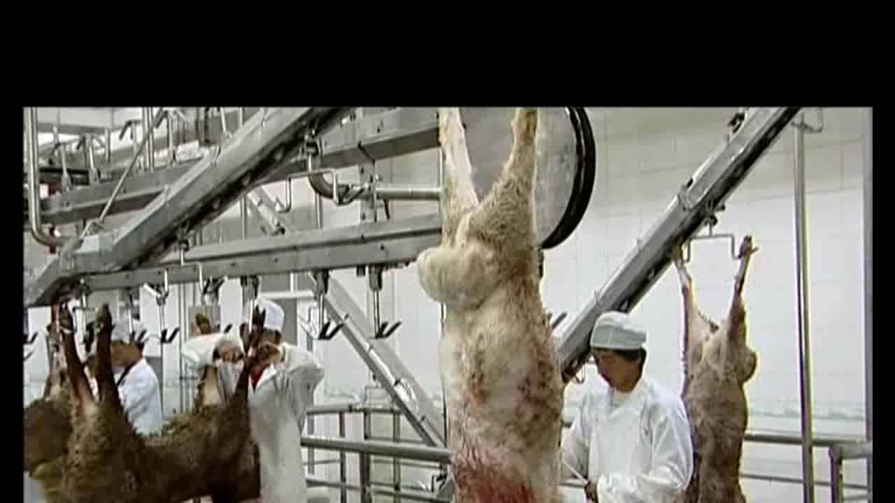 Halal Muslim Sheep Slaughter Processing Line For Slaughterhouse Buy