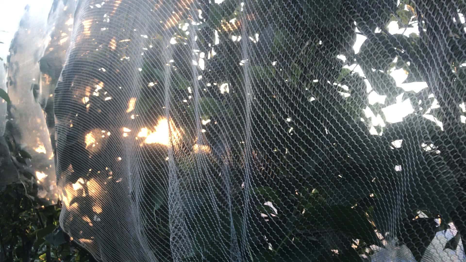 Dark Green Plastic Hail Proof Net,Blueberry Anti Hail Protection Net