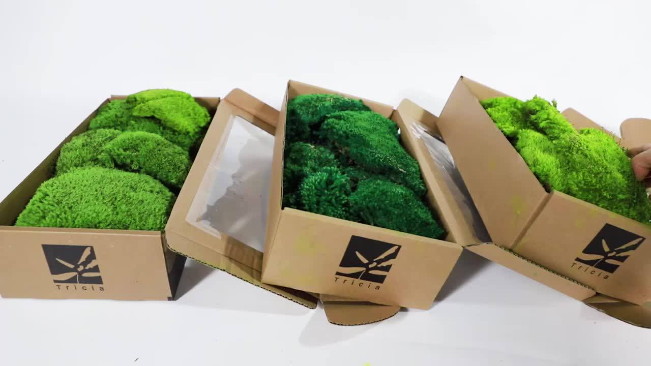 Eternal Moss Preserved Long Lasting Forever Moss Buy Forever Moss