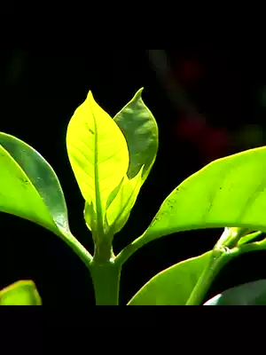 Imported Manor Blue Mountain flavor coffee beans hand-washed American black coffee powder mellow low acid fresh roasted 454g