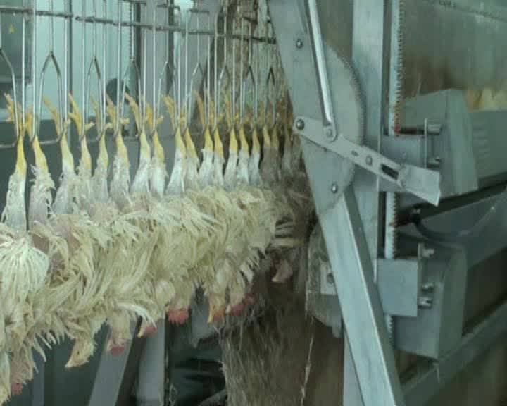 High Efficiency Chicken Defeathering Machine/ Poultry Pluck Equipment