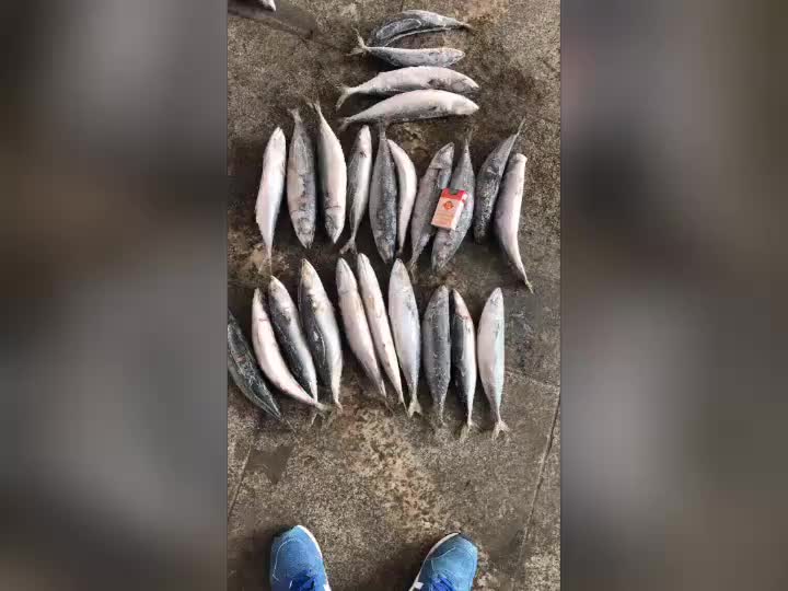 24 Months Shelf Life And Fish Product Type Hot Sale Frozen Pacific