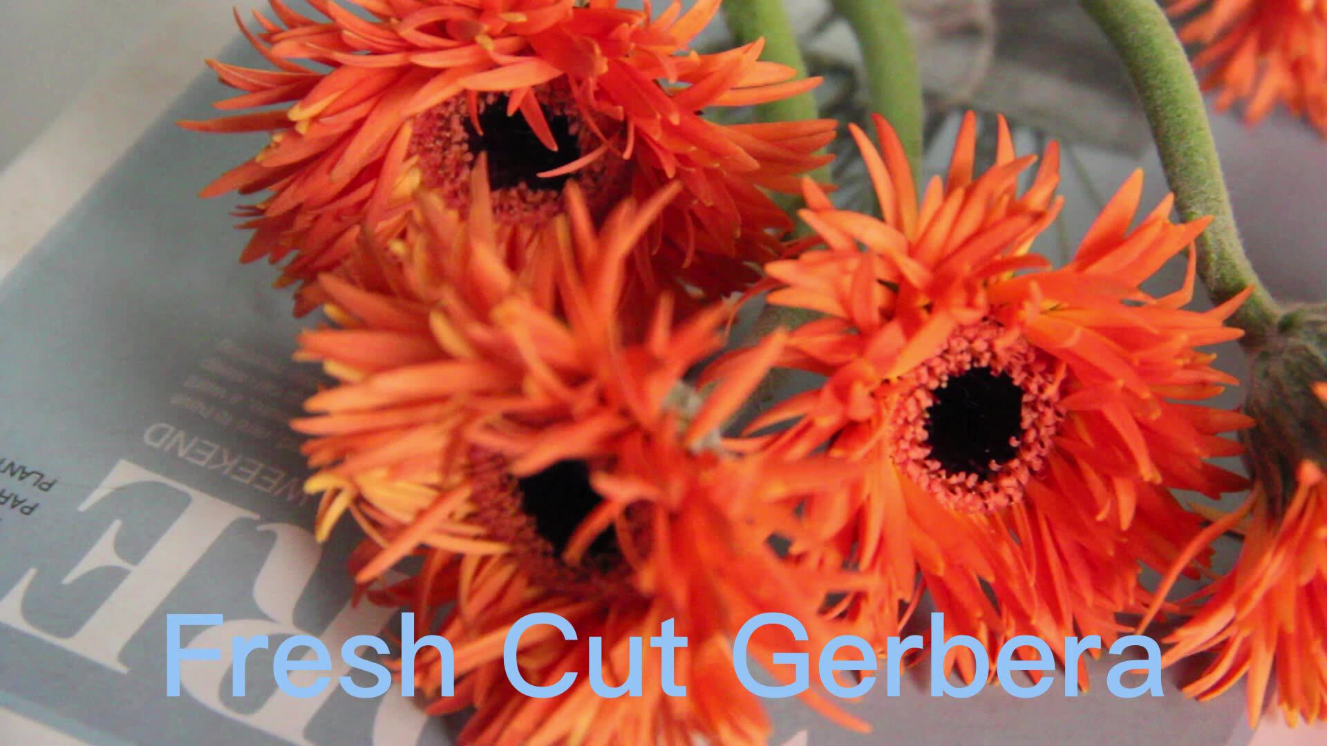 2023 Ins Style Long Stem Natural Plants Gerbera Dream Fresh Cut Flowers