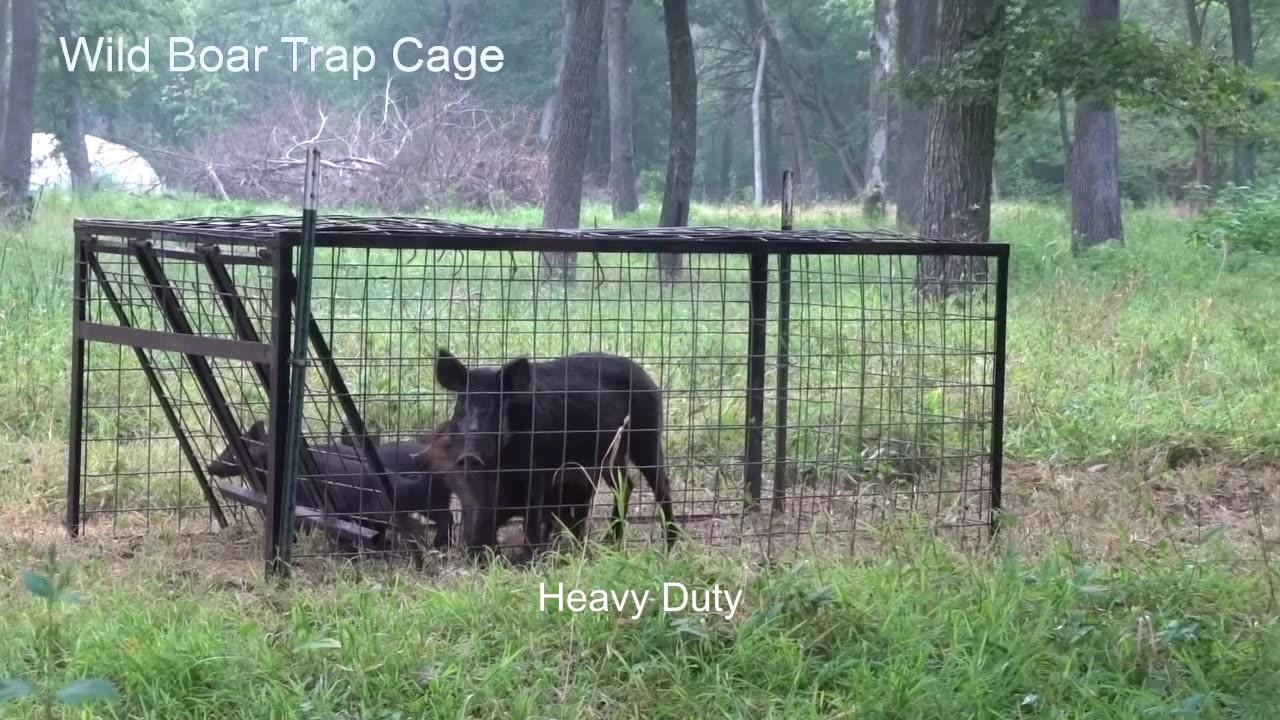 Heavy Duty Humane Hunting Snare Netting Cage Control Big Animal Hog Wild Boar Pig Trap Cage For