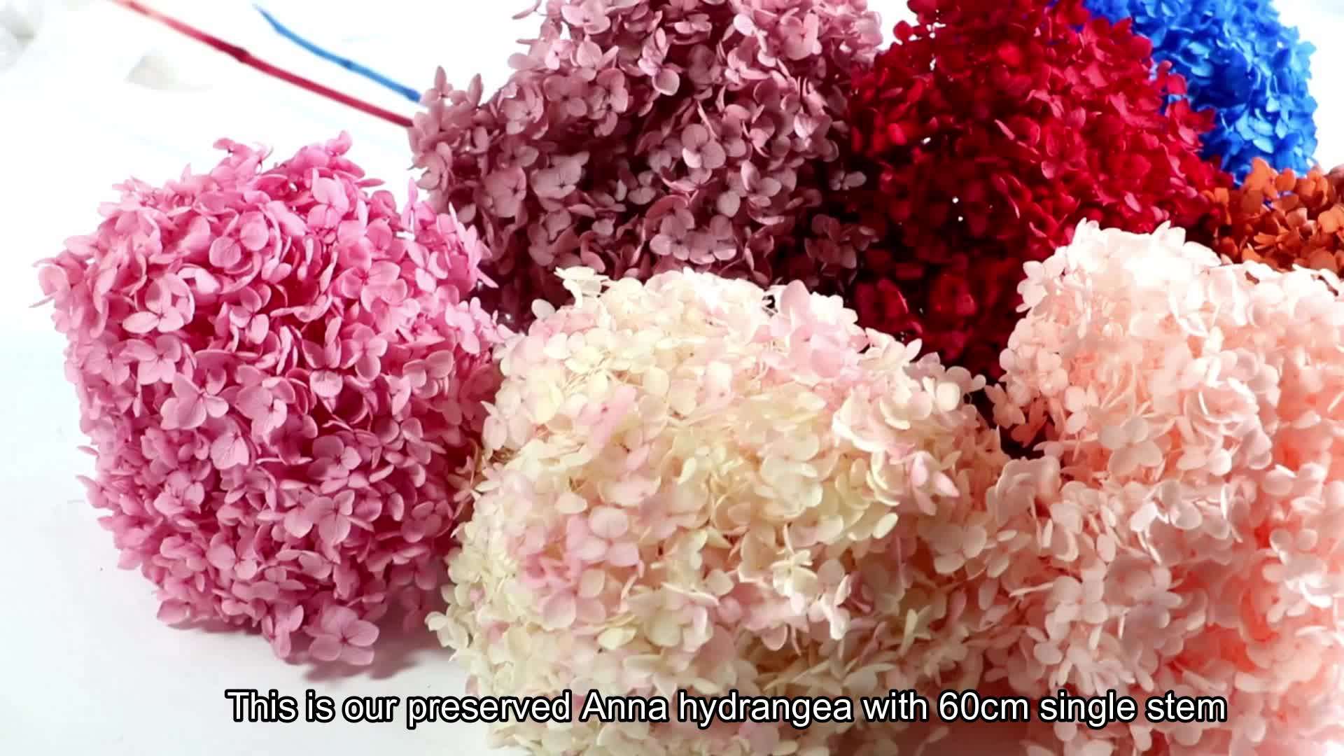 Wholesale Boho High Quality Single Anna Preserved Hydrangea Flowers