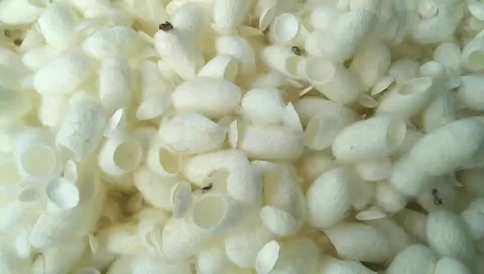Silkworm cocoon price image
