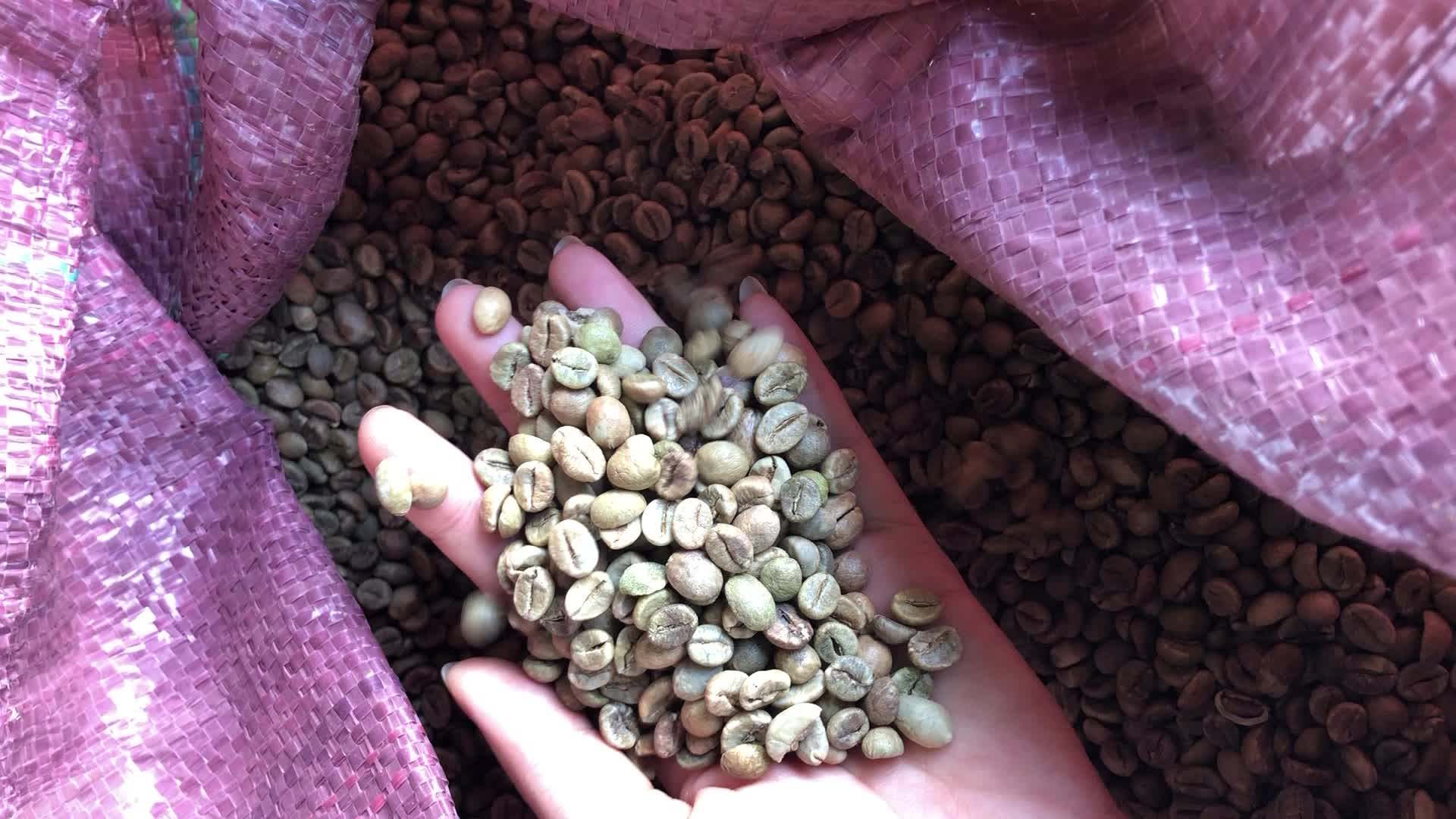 Vietnam High Quality Arabica Green Coffee Beans Good Price Scr13/ Scr16