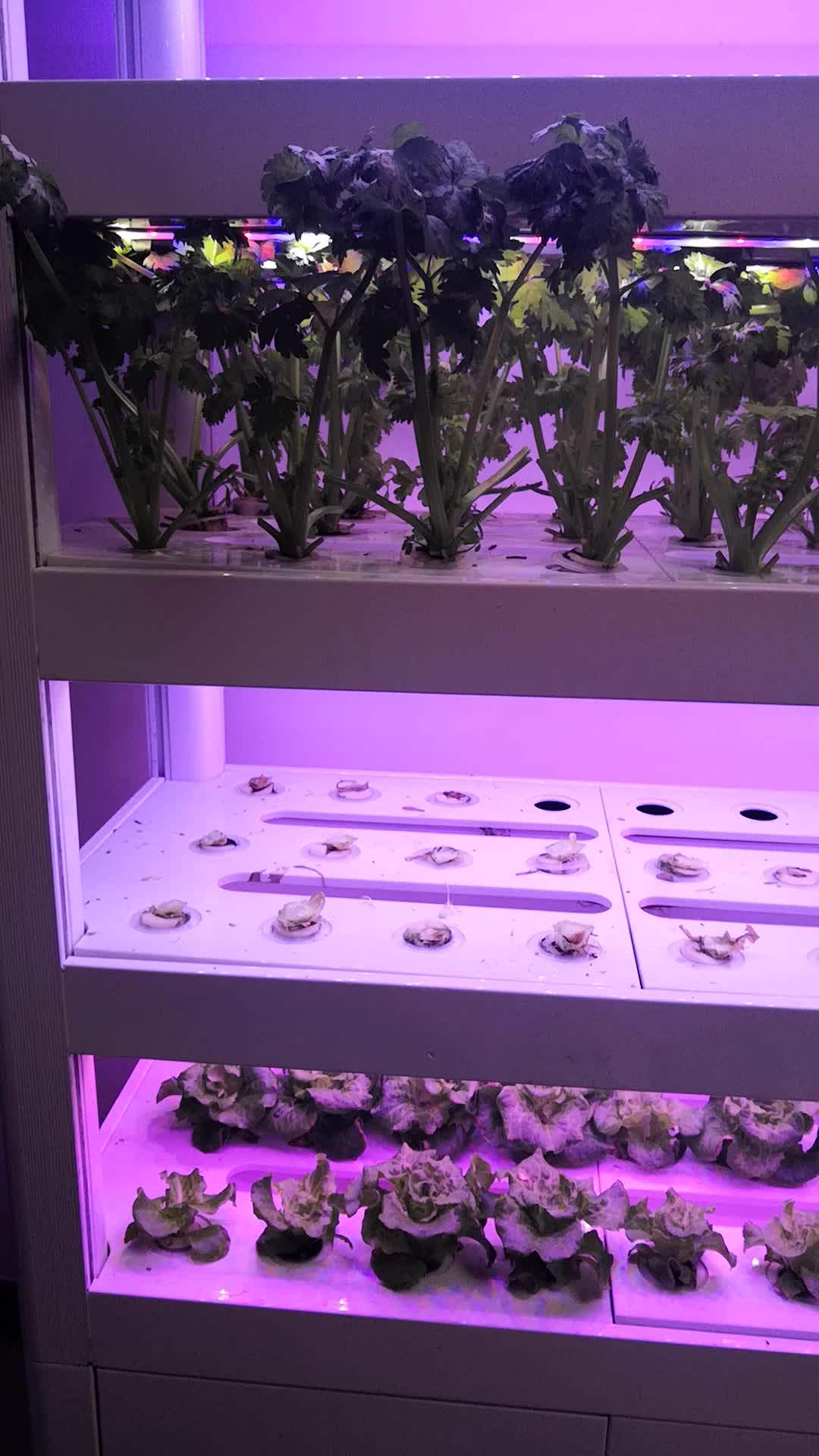 Popular Indoor Automated Home Nft Grow Box Indoor Vertical Growth Hydroponic System Buy Grow