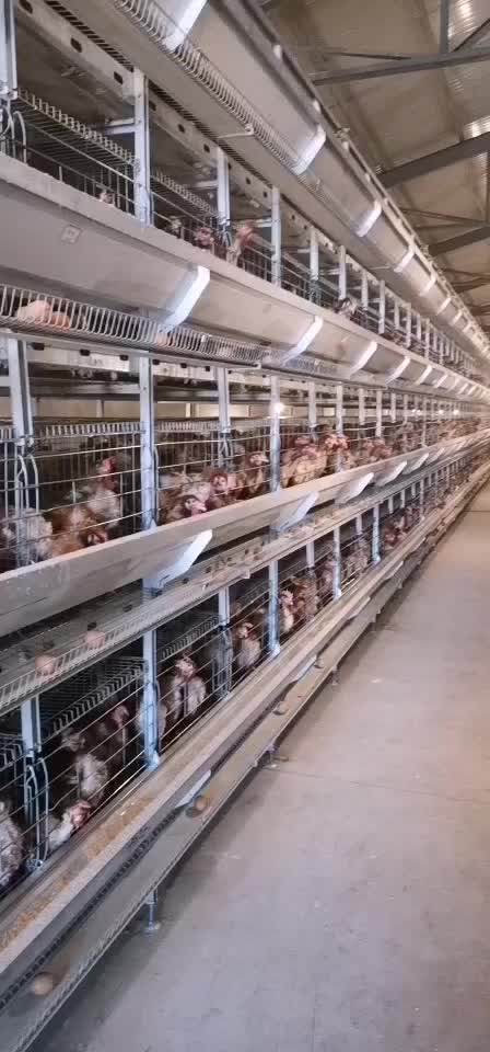 Download High-quality New Production 10000 Layer Chickens Farm Bird ...