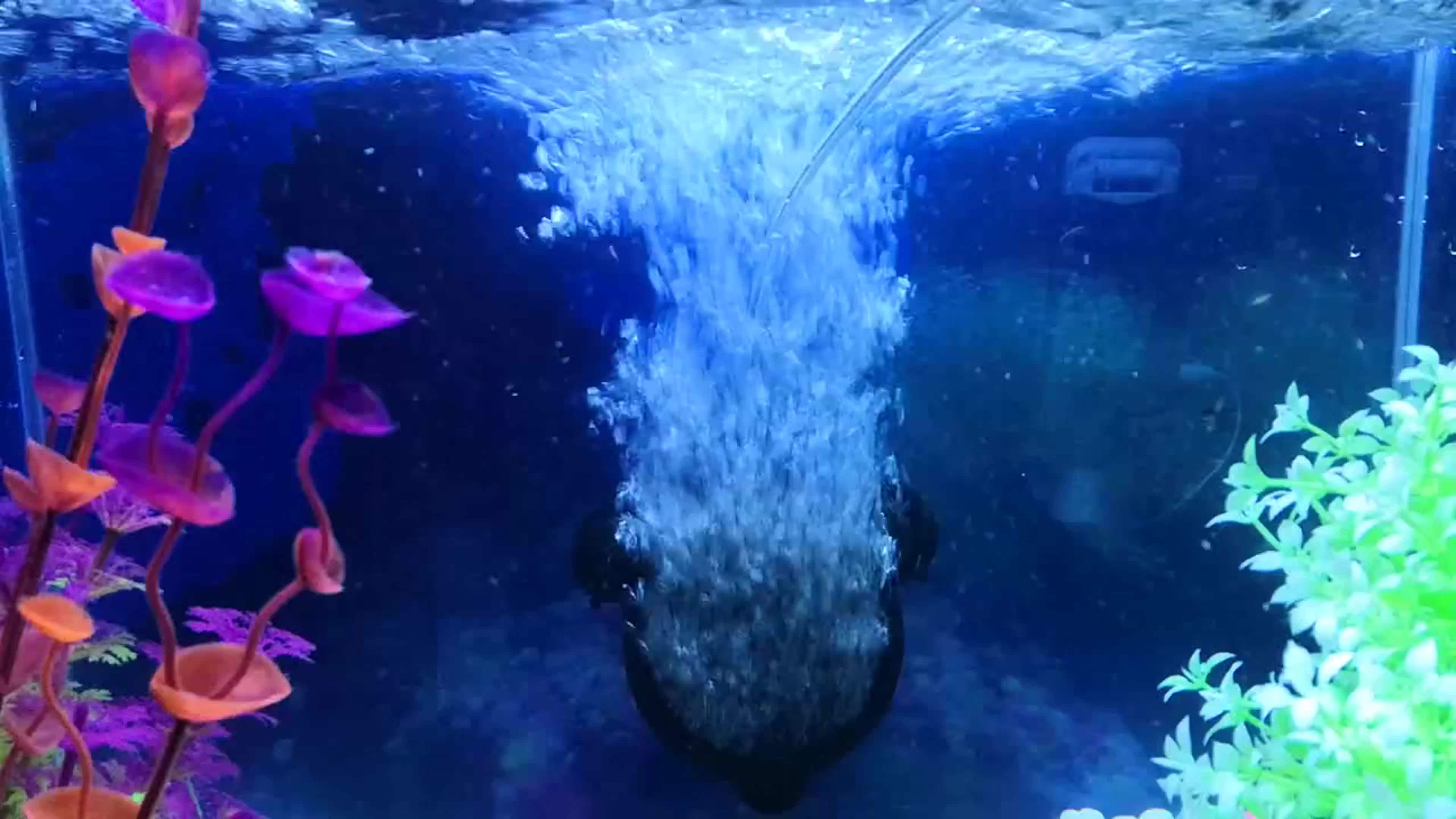 Hisin Hot Sale 2018 Micro Bubbles Air Stone For Aquarium Diffuser Fish