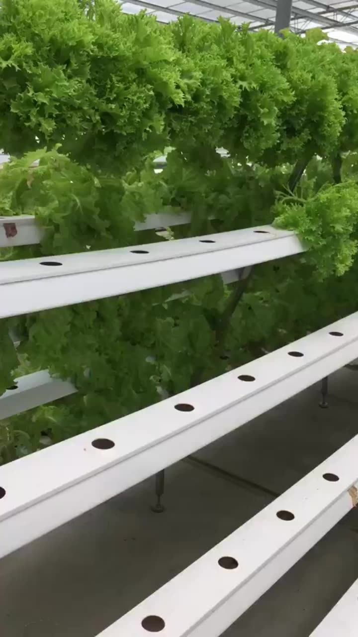 Hydroponic Growing Systems Pvc Tube Hydroponics Nft System With 36/54