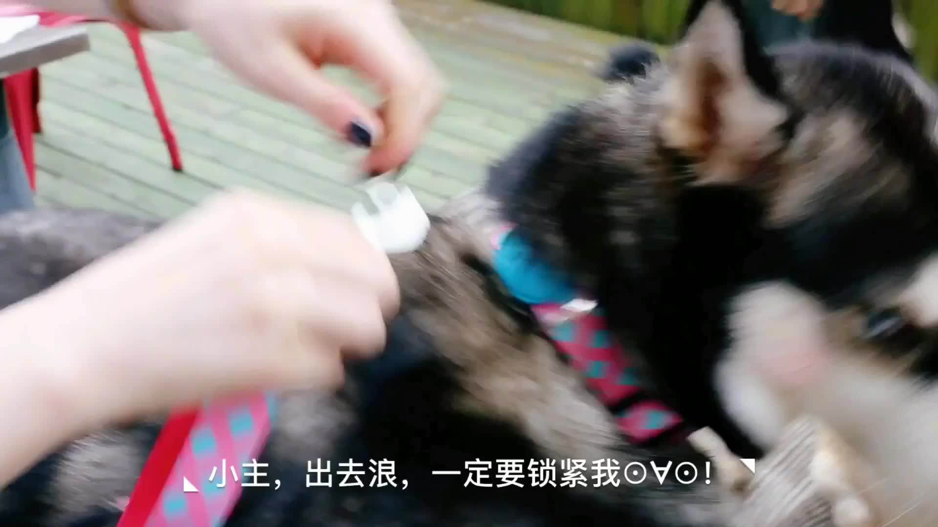 Hidream Profusion Dog Leash China Pet Dog Leash Supplies Wholesale