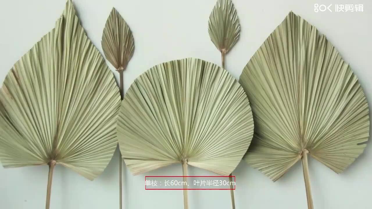 A3170 Natural Dried Palm Leaves Decorative Dry Leaves For Wedding