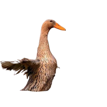 Ecological free-range aged shelduck about 2 1 catties fresh