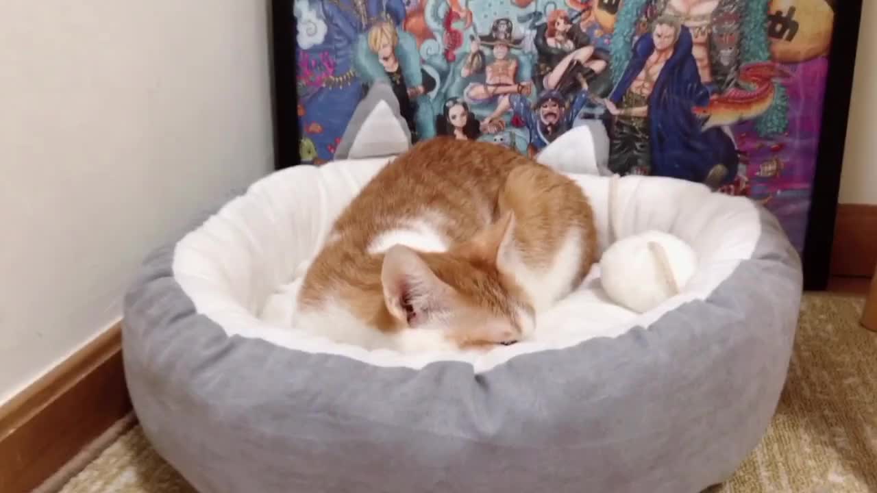 Wholesale Instagram Amazon Hot Sale Popular Cute Japanese Korean Design