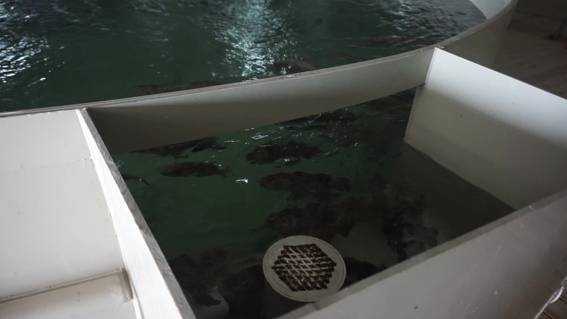 China Industrial Fish Farm/ras Fish Farming Equipment/indoor Shrimp