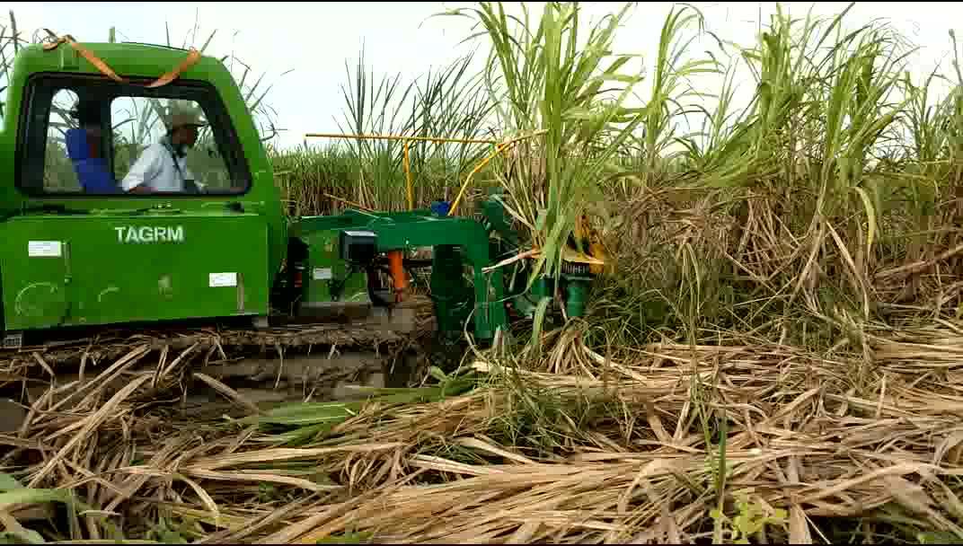 New Whole Stalk Sugarcane Harvester For Sale/1.2m Rows Space Sugar Cane