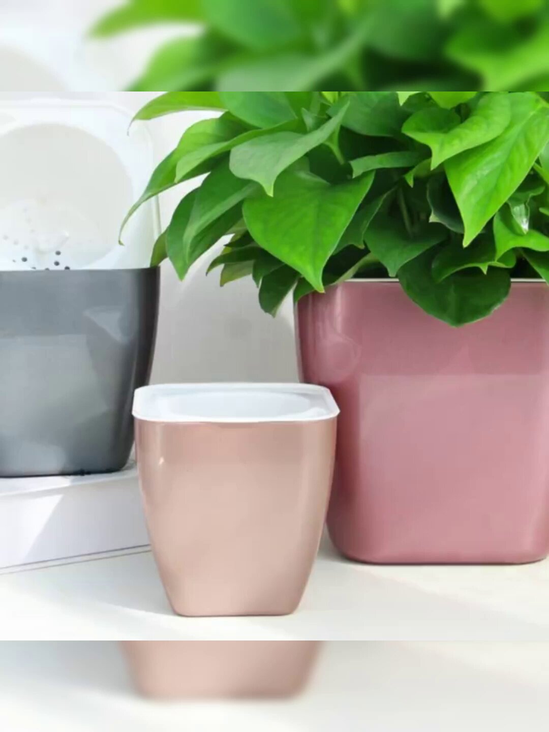 这个懒人花盆真的让我家植物活得更体面了