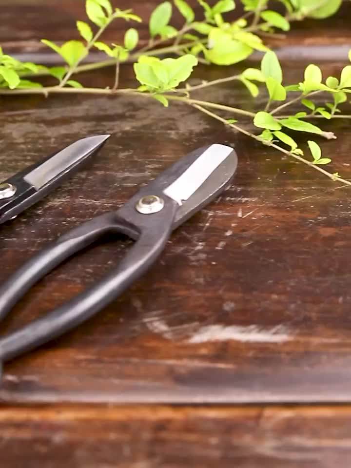 High Quality Bonsai Tools Japanese Bonsai Pruning Scissors Buy High