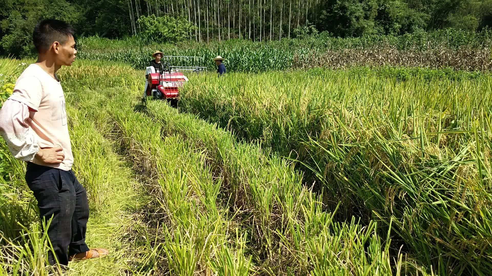 Mini Rice Combine Harvester/wheat Combine Harvester/paddy Harvest
