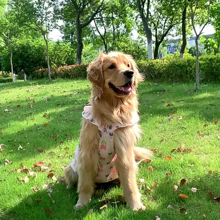 dress of dog Doggie Design Blue Daisy Dog Dress with Matching Leash (Medium)
