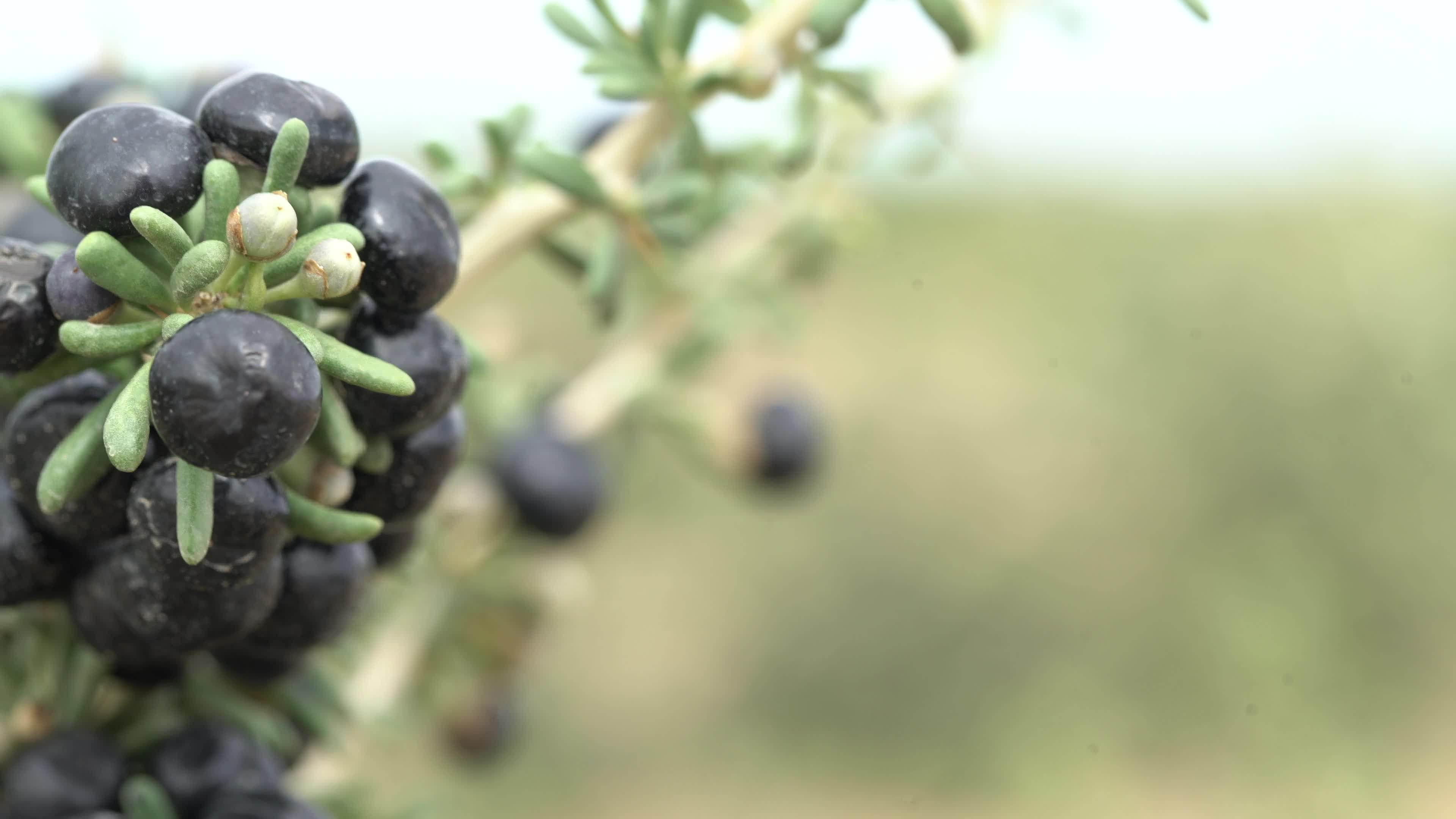 Authentic Qinghai Origin Hot Selling Chinese Top Quality