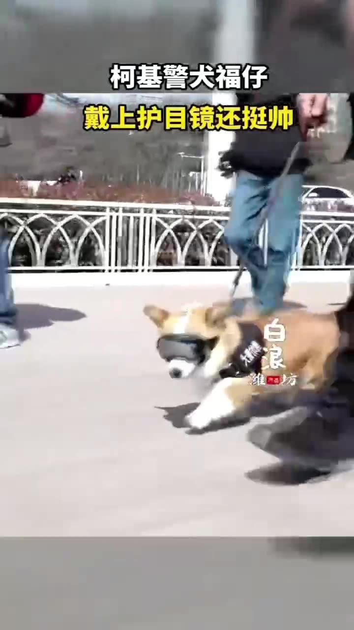 警犬福仔护目镜宠物用品眼镜狗狗太阳镜中大型犬墨镜警犬军犬眼镜 - 黑框红片/L码