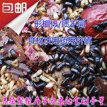 Authentic Kowloon insects Kowloon insects live long-lived insects Foreign insects Pet insects Long-lived insects National package Live