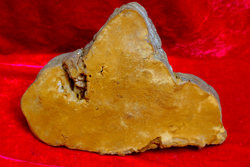 Yunnan wild mulberry tree mulberry yellow ancient mulberry tree mulberry yellow forest gold primitive forest scarce single strain 1094 grams