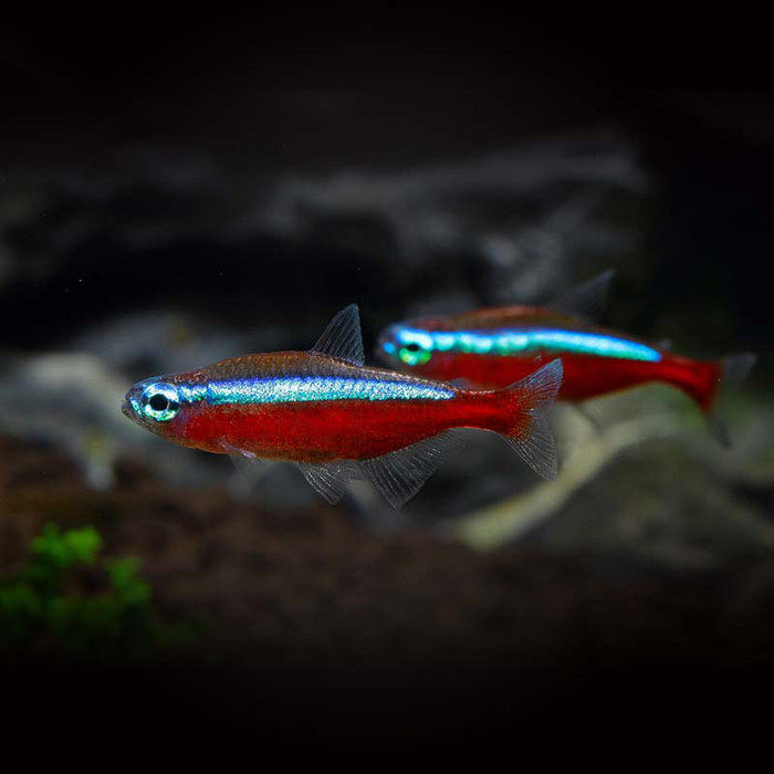 Tropical Baolian lamp fish live ornamental traffic lights small freshwater lamp family fish grass tank group tour large package damage