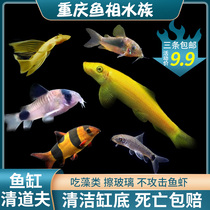  Pearl rat fish Golden moss rat fish Live benthic tropical fish Ornamental tool fish Mouse fish Algae removal Cleaning fish