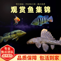 Large and medium-sized ornamental fish Emperor blood diamond gold BAO WEN eel horizontal belt five platinum dolphin armour warrior wide mouth