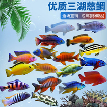  Sanhu Cichlid fish Horse snapper Live blue Ali African Prince Tropical fish Rock habitat Small freshwater fish Ornamental fish