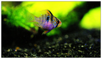  Dutch Phoenix fish Short snapper Multicolored phoenix golden wave Blue wave Dutch wave fish Tropical Ornamental fish